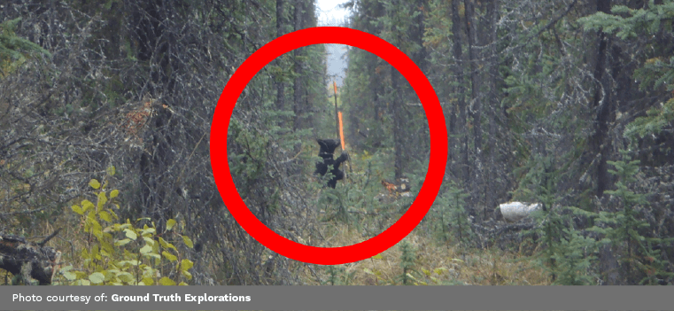 A Black Bear investigating Ground Truth Exploration's ERI Survey