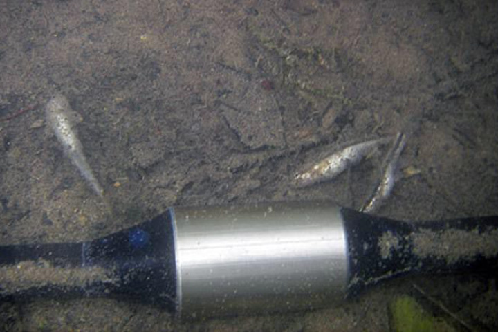 AGI Blog - Dead Minnows near electrode