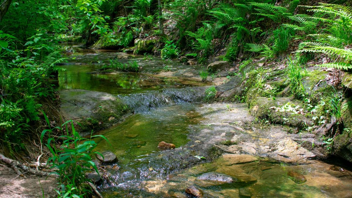 a nature scene with a stream