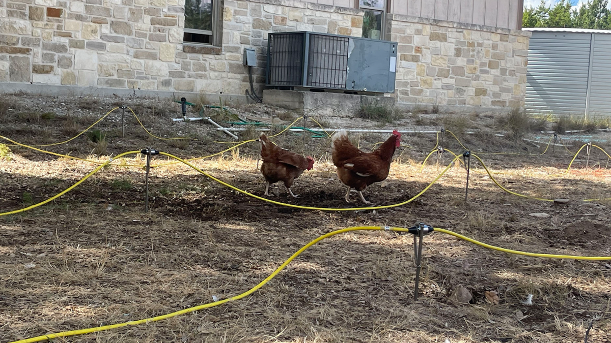Chickens next to a passive electrode cable