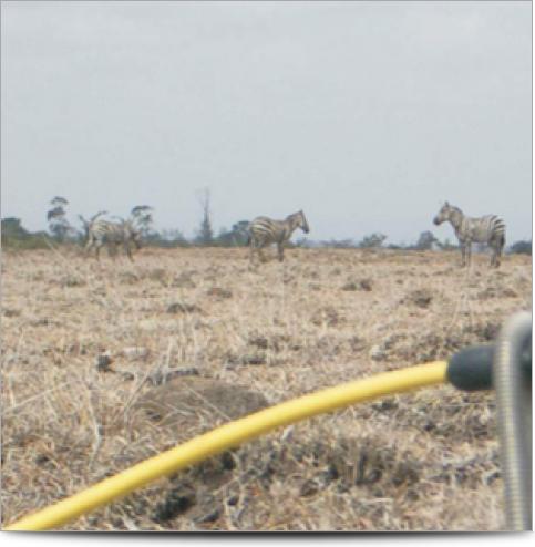 Kenya Survey Line