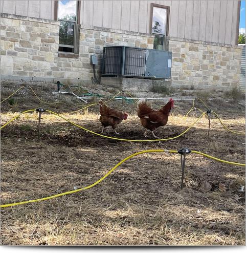 Chickens next to passive electrode cables in a 3D array